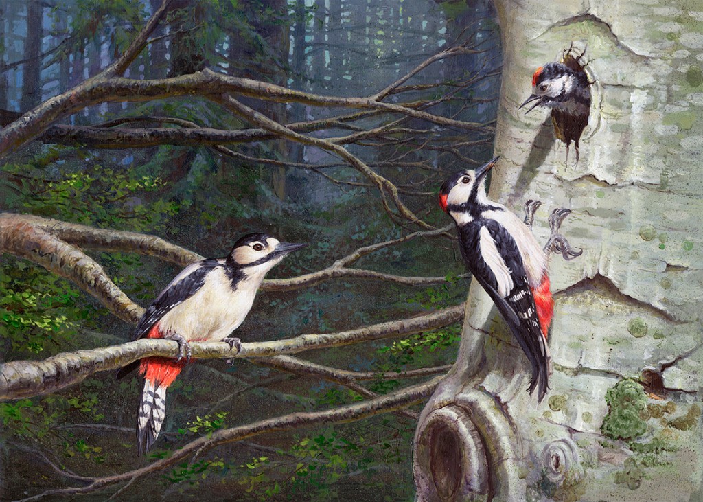 Pico picapinos / Great spotted woodpecker/ Dendrocopos major - Acrílico sobre tela / Acrylic painting on canvas - © Lucía Gómez Serra