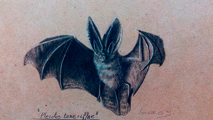 Murciélago orejudo canario / Canary big-eared bat / Plecotus teneriffae - Grafito / graphite - 24 x 38 cm - © Lucía Gómez Serra