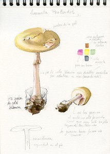 Boceto - Amanita phalloides - © Lucía Gómez Serra