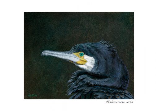 Cormorán grande / Great cormorant / Phalacrocorax carbo - ©Lucía Gómez Serra - Print