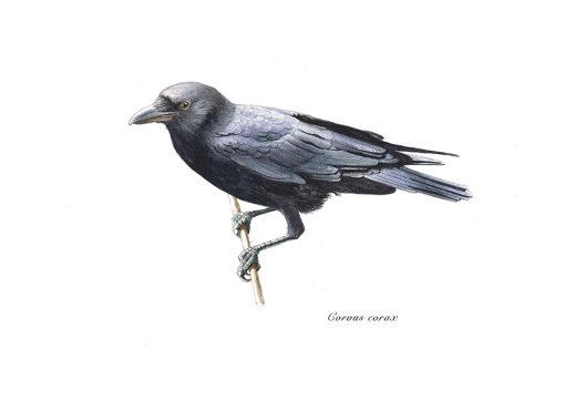 Cuervo grande / Common raven / Corvus corax - ©Lucía Gómez Serra - Print