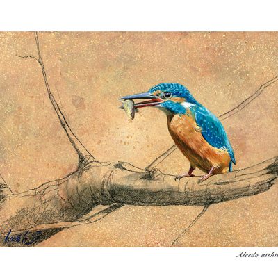 Martín pescador común / Common kingfisher / Alcedo atthis – Óleo sobre bloque de madera / Oil painting on wooden block - © Lucía Gómez Serra