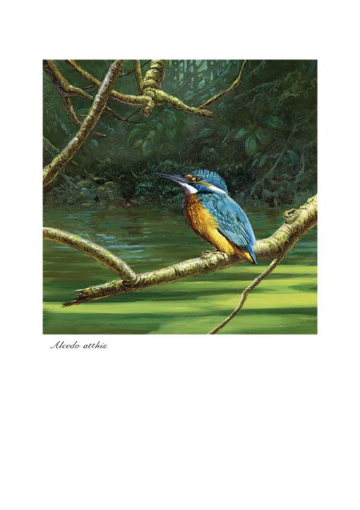 Martín pescador común / Common kingfisher / Alcedo atthis -© Lucía Gómez Serra - Print