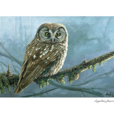 Mochuelo boreal / Tengmalm’s owl / Aegolius funereus – © Lucía Gómez Serra -Print