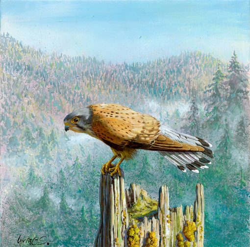 Cernícalo vulgar / Common kestrel / Falco tinnunculus – Acrílico sobre lienzo y bastidor 3D / Acrylic painting on canvas – 30,2 x 30,2 x 3,9 cm -© Lucía Gómez Serra
