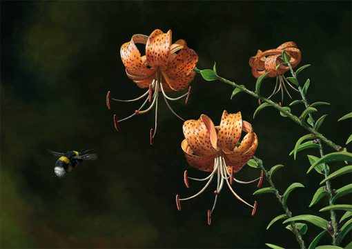 Azucena atigrada / Lilium lancifolium – Óleo sobre lienzo / Oil painting on canvas – 42 x 30 cm- © Lucía Gómez Serra