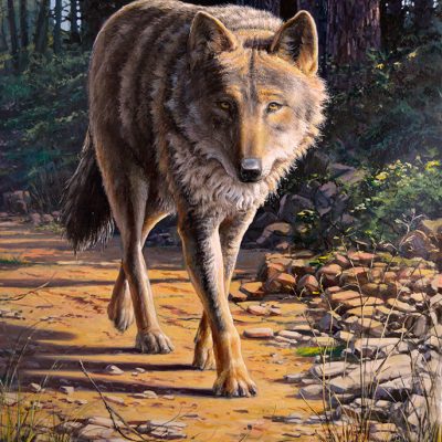 Lobo ibérico / Iberian wolf / canis lupus signatus – Óleo sobre lienzo / oil painting on canvas – © Lucía Gómez Serra