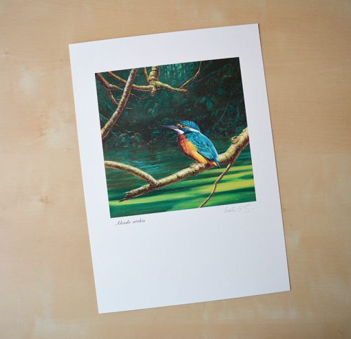 Martín pescador común / Common kingfisher / Alcedo atthis -© Lucía Gómez Serra - Print