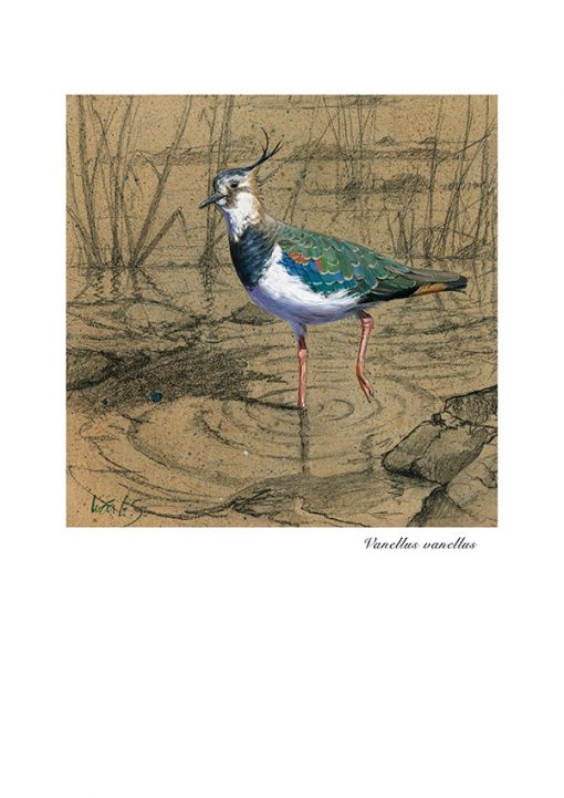 Avefría / Nothern lapwing / Vanellus vanellus – © Lucía Gómez Serra - Print